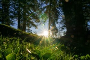 "Bright morning sunlight shining through trees, essential for regulating circadian rhythm
